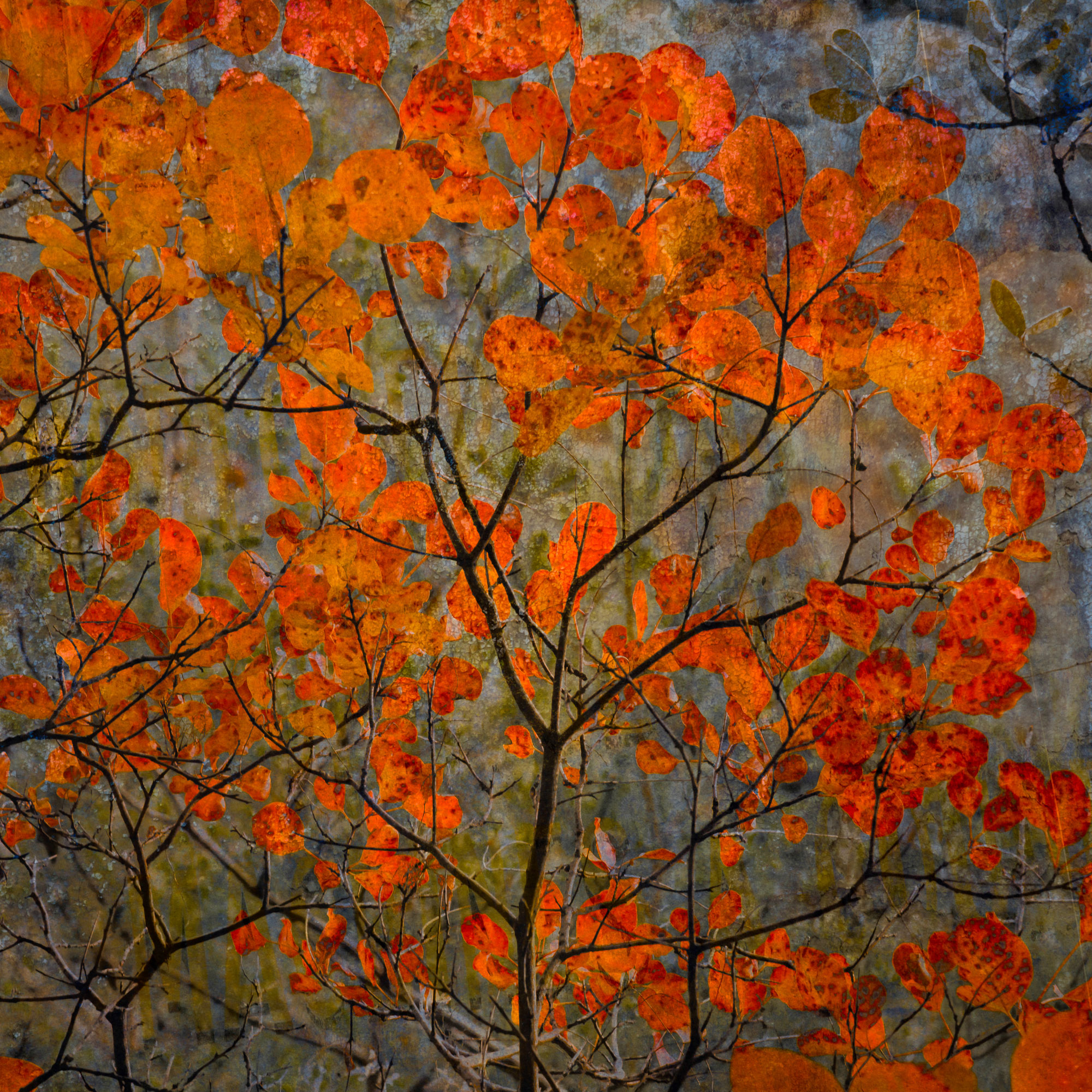 red maples tempered glass photo print